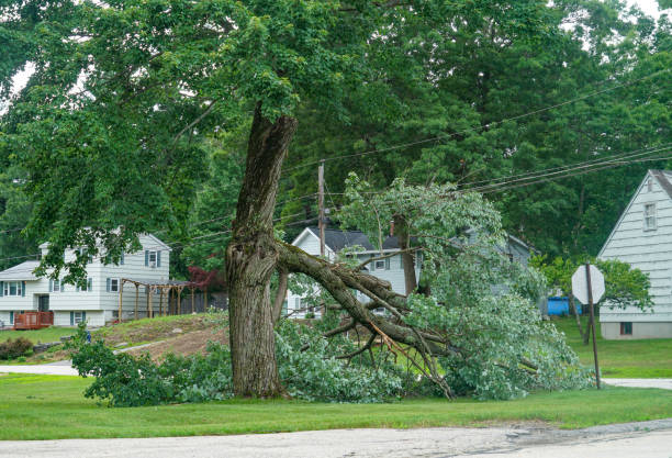 How Our Tree Care Process Works  in  Verona, VA