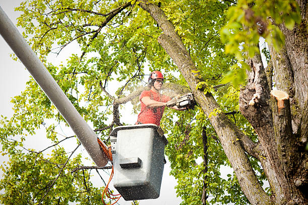 Trusted Verona, VA Tree Removal Experts